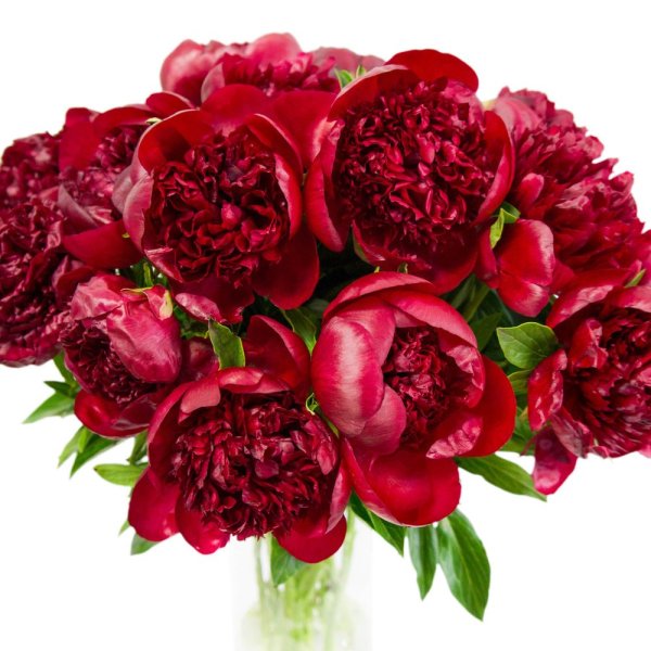 Роза ред пиона