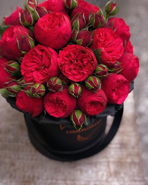 Белгравиа пион