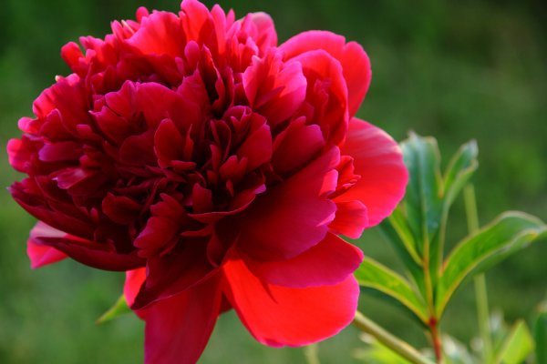 Цветы пионы красные