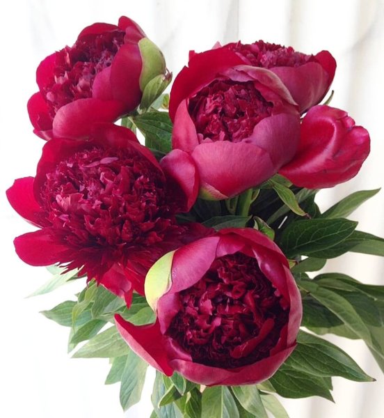 Шанель пионы красные