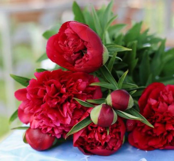 Мелкоцветный пион