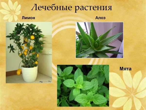 Полезные растения