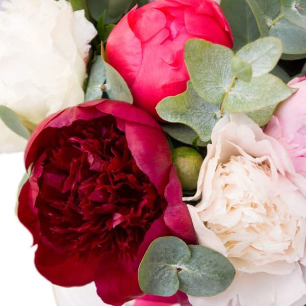 Пион адам Модзеле