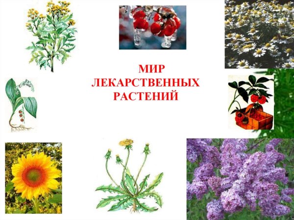 Лекарственные травы для дошкольников