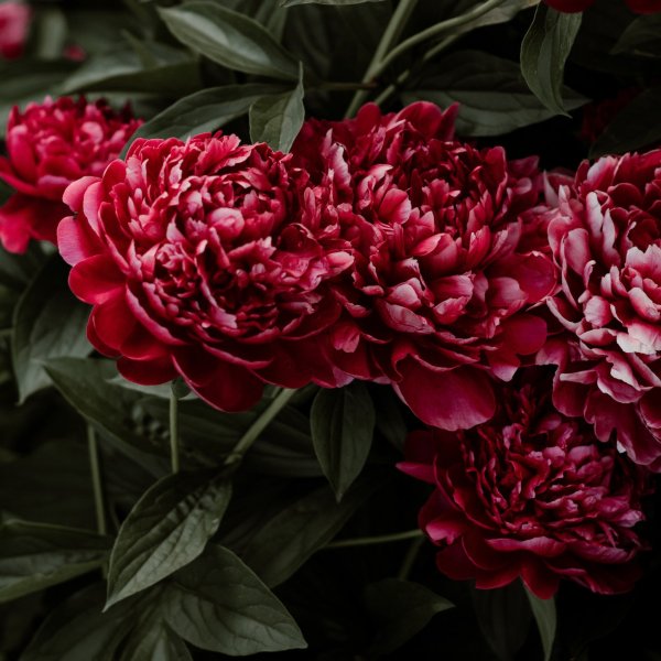 Бордовые пионы