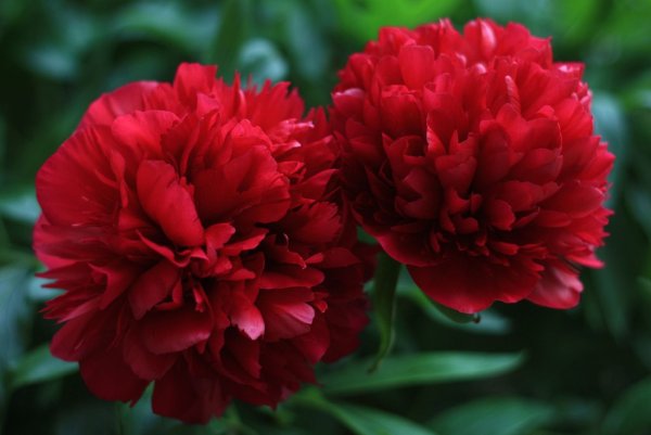 Пионы Бургундия