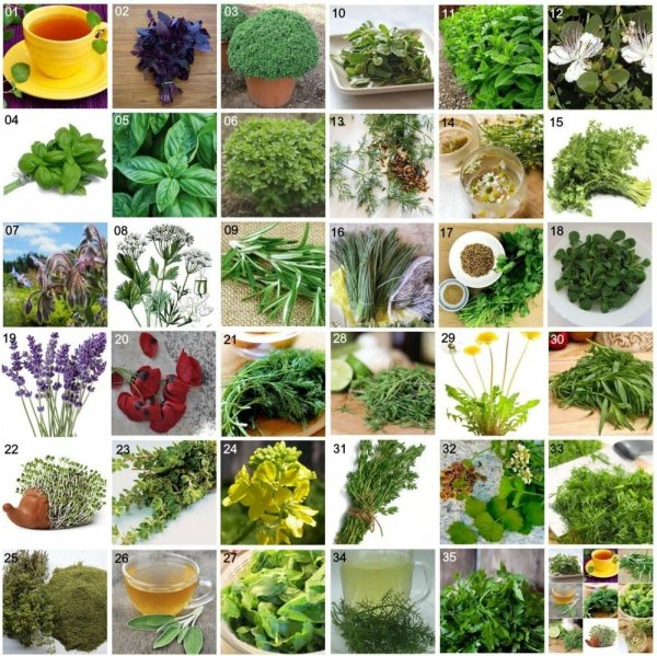 Керминзюк пряная трава