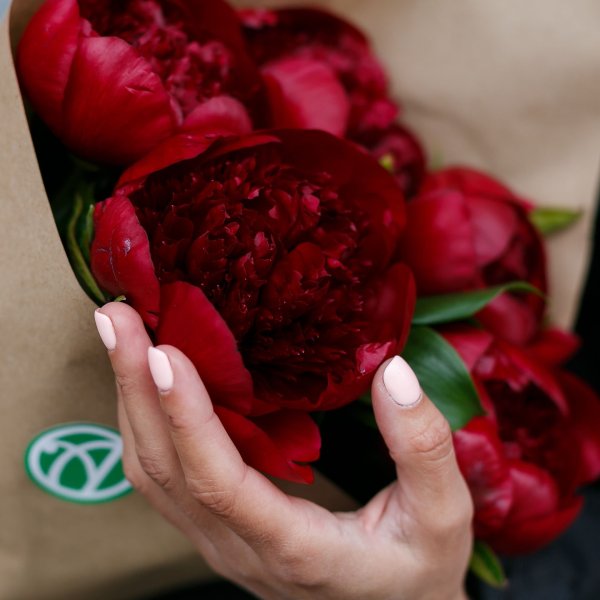 Пион Сплендид Корнелия