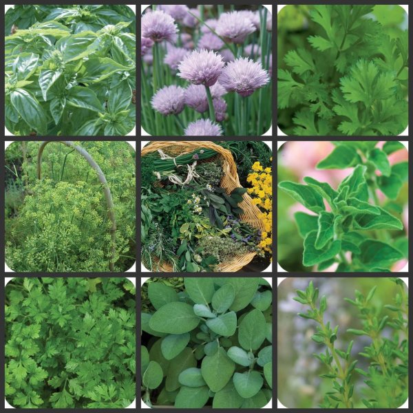 Съедобные травы