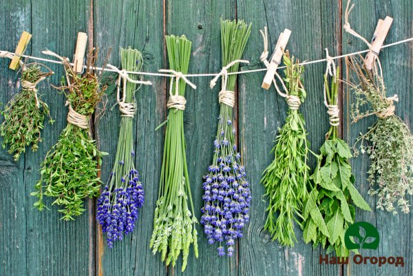 Лекарственные травы