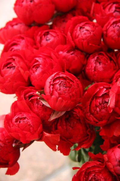 Пионовидная роза бордовая