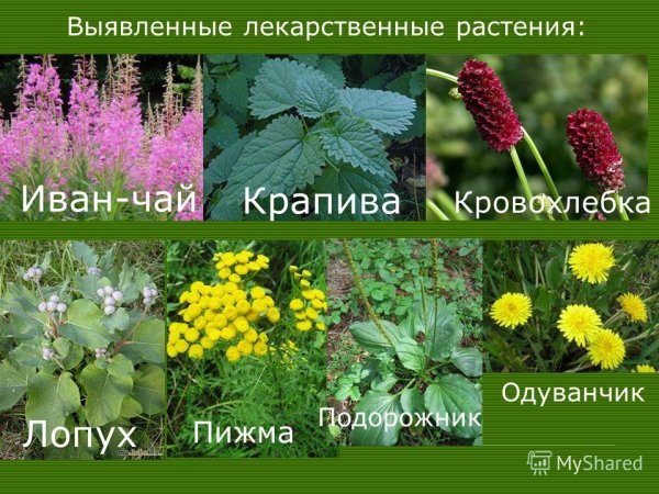 Лекарственные растения названия