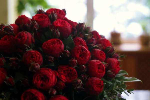 Пионовидная роза бордо