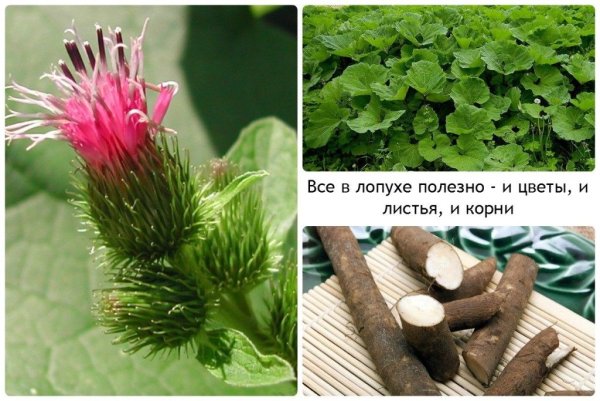 Лечебная трава корешки лопуха