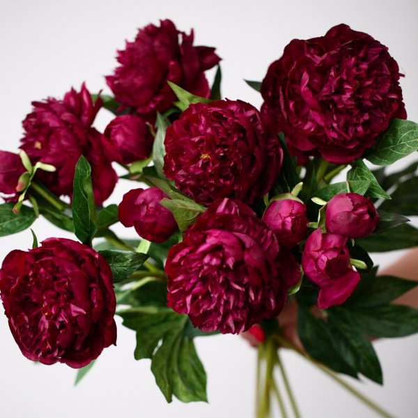 Пионы и левкой