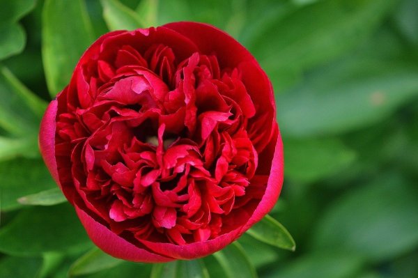 Пион Адмирал Скакодуб