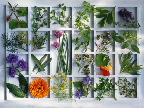 Растения коллаж