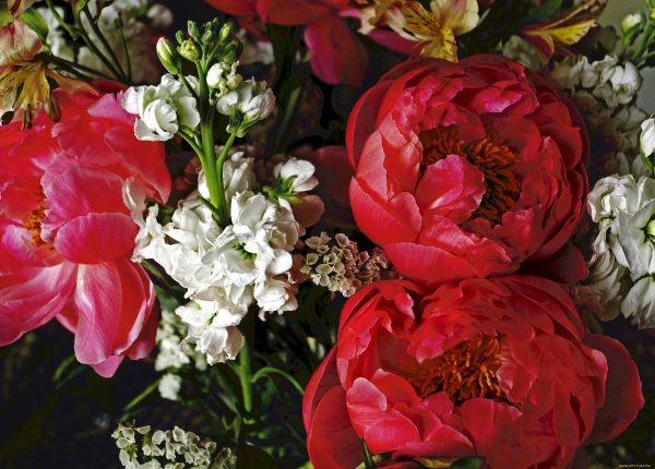 Пион карминовокрасный