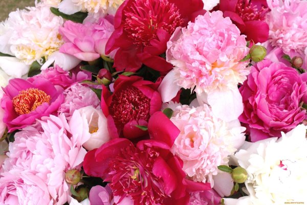 Пионы Олеся Галущенко