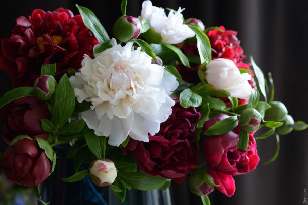 Бордовые пионы