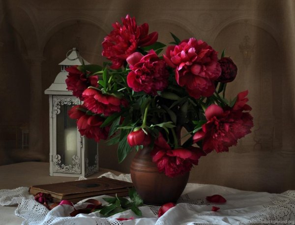 Пионы бургунди