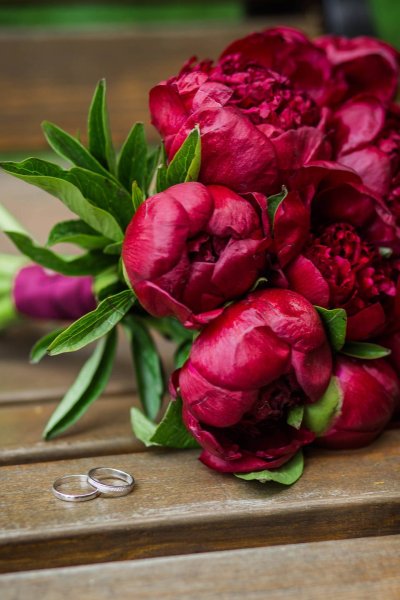 Пионовидная роза