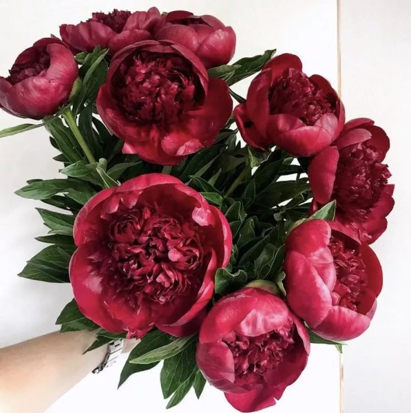 Пион в ф Тернер