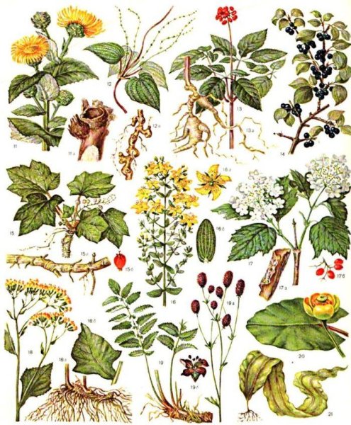 Лечебные растения