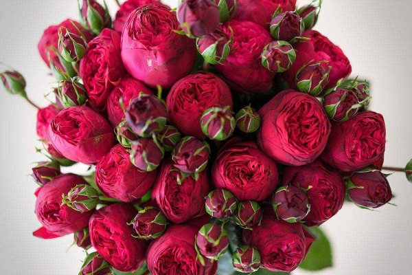 Пион комманд перформанс