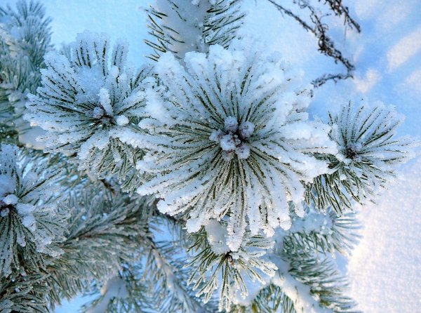 Ель Кружевница