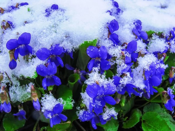 Фиалка морозник