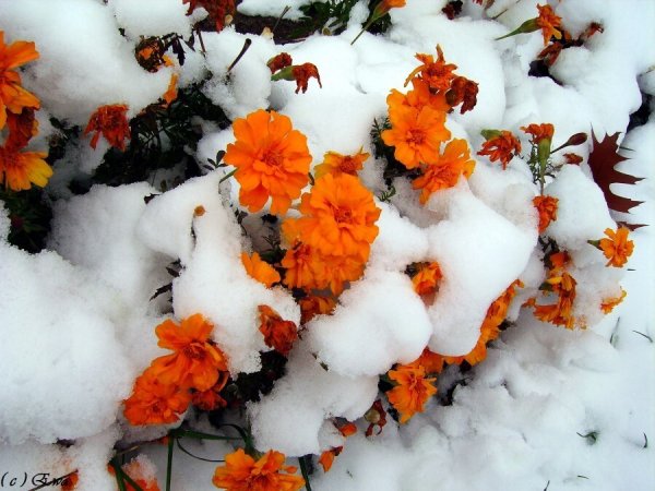 Цветочек на снегу