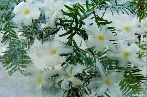 Цветы зимой