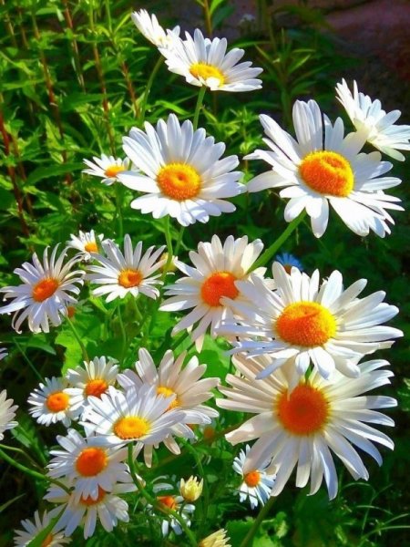 Если солнце в душе никакие тучи