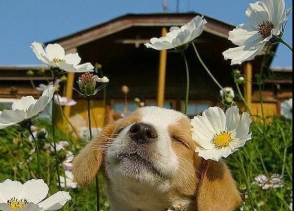 Солнечные собачки