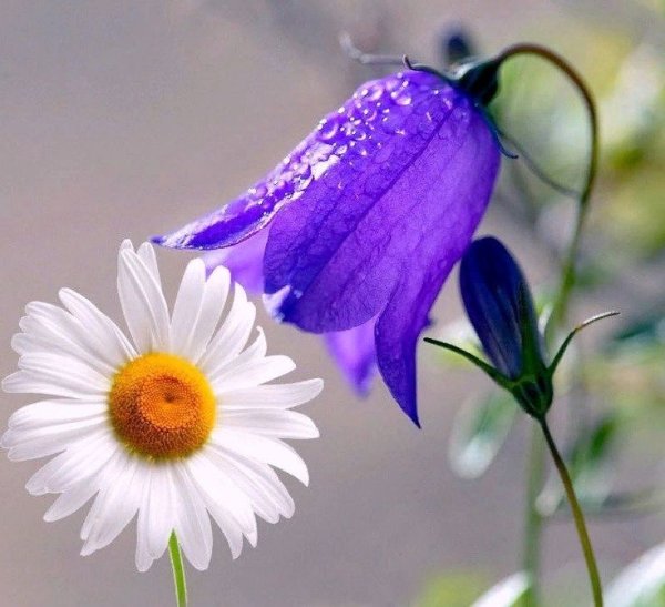 Ромашки и колокольчики