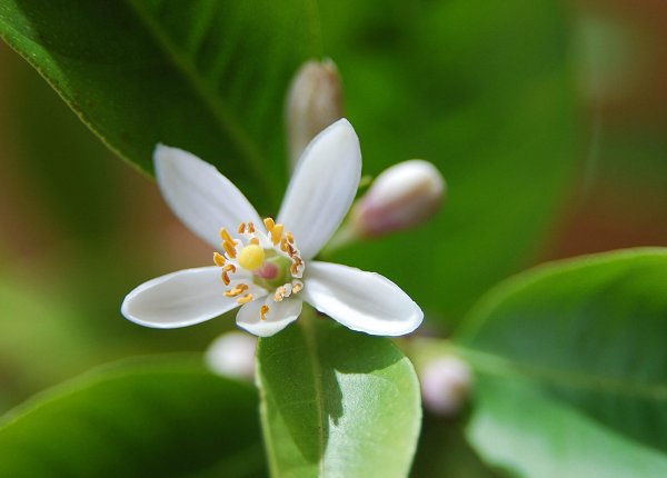 Лимонное дерево цветение