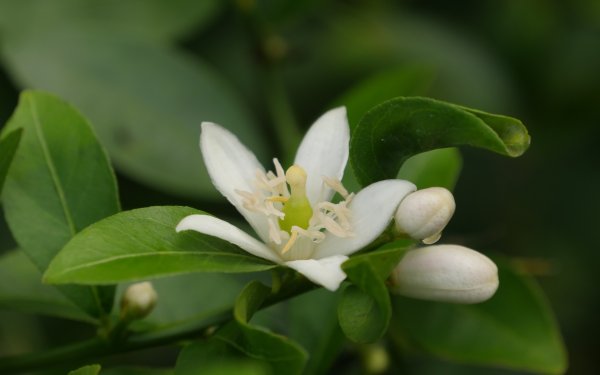 Лимон растение цветение