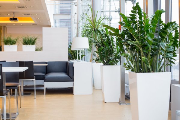 Озеленение офиса
