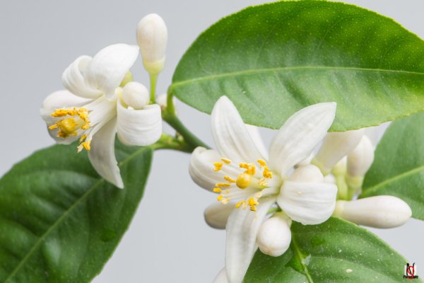 Жасмин мандарин цветы