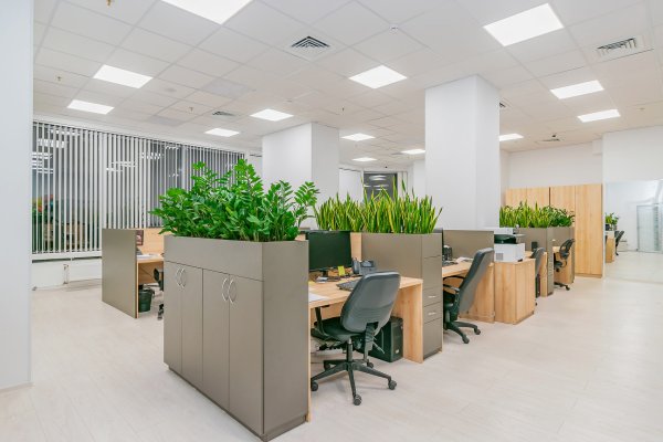 Офисные цветы