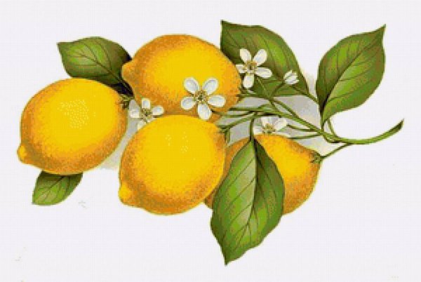 Ветка лимона