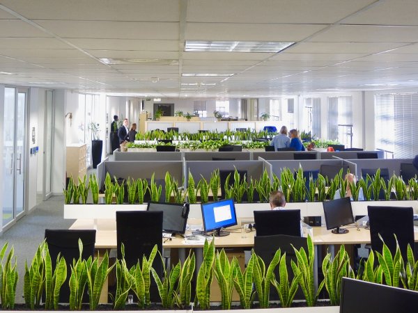 Фитодизайн офиса