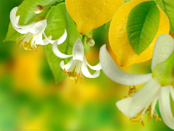 Лимонное дерево цветет
