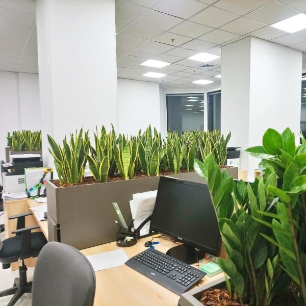 Озеленение офиса