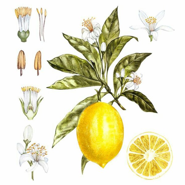 Лимон Ботаническая иллюстрация