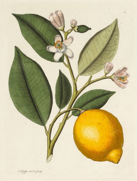 Лимон Ботаническая иллюстрация