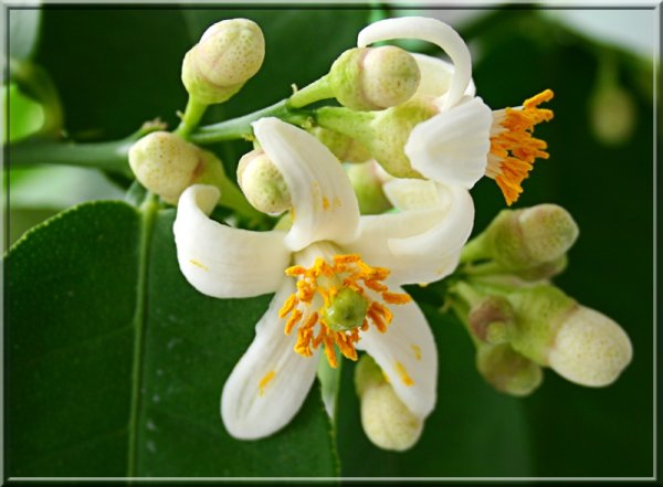 Лимон Мейер соцветие