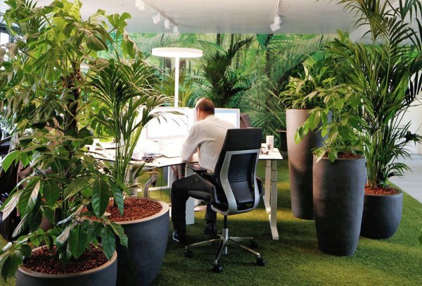 Офисные цветы