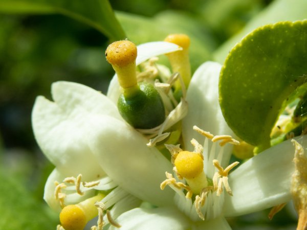 Лимон Мейер соцветие